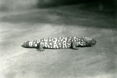 Ein Gila-Monster im Londoner Zoo, September 1923